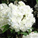 Corona de novia Spiraea Cantoniensis
