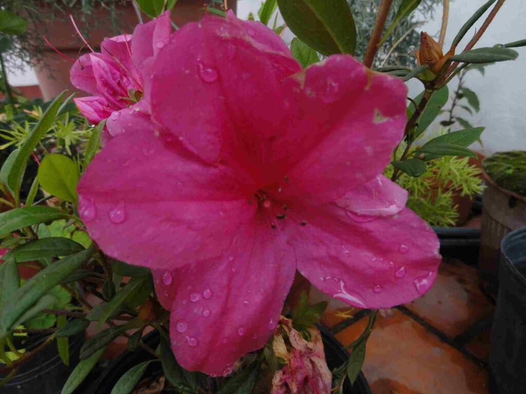 Rododendro rosa