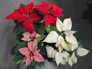 plantas y flores tradicionales de Navidad