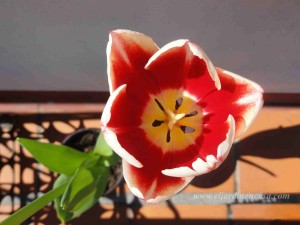 especies de tulipanes