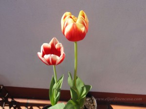 tulipanes en el jardin