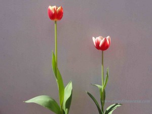 capullos de tulipanes