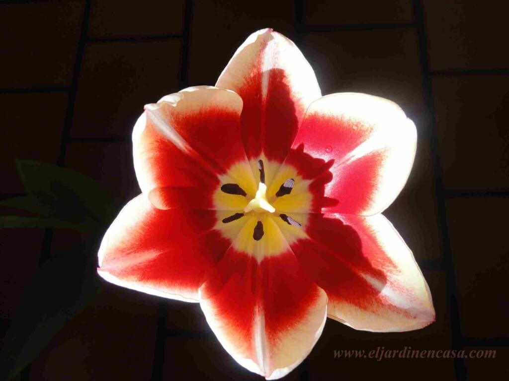 tulipan hibrido