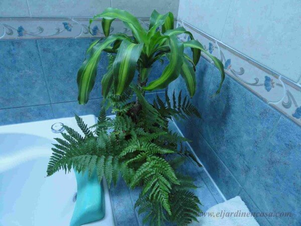 Plantas en el baño