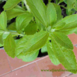 Stevia planta