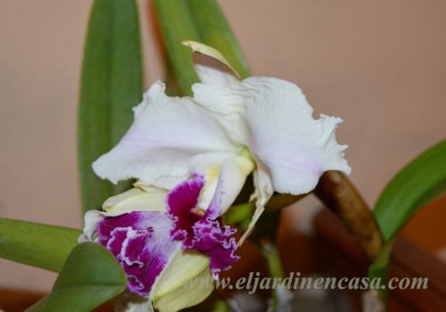 Orquidea floreciendo