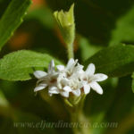 Flores stevia hierba dulce