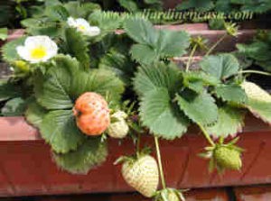 fresas | El Jardin en Casa
