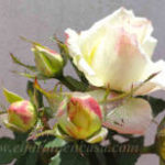 pimpollos rosas blancas