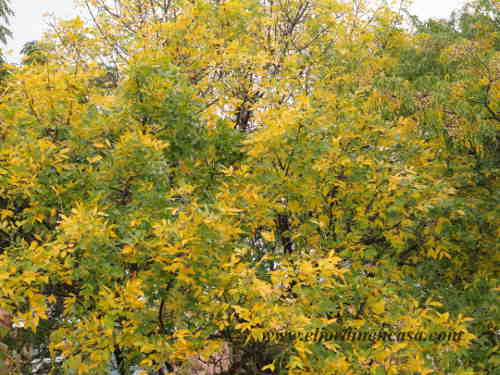 plantas con hojas amarillas
