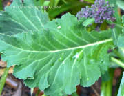 broccoli purpura