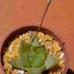 haworthia cymbiformis