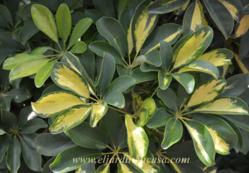 Cheflera arboricola variegata