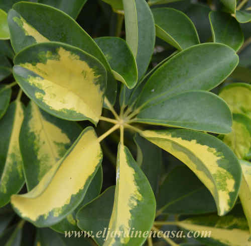 Schefflera » El Jardín en Casa