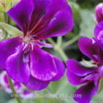 geranio violeta