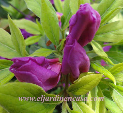 Cómo Podar Azaleas El Jardín En Casa