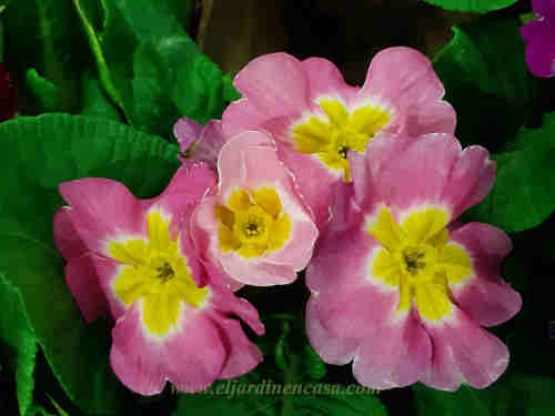 primrose rose