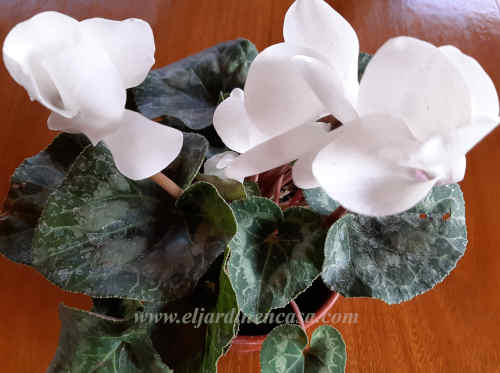 Violeta imperial blanca