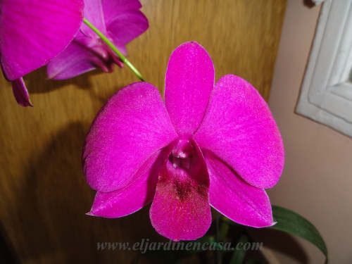 Phalaenopsis purpura