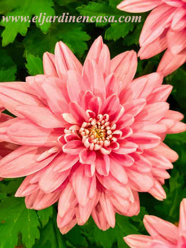 Plagas y enfermedades del Crisantemo » El Jardín en Casa