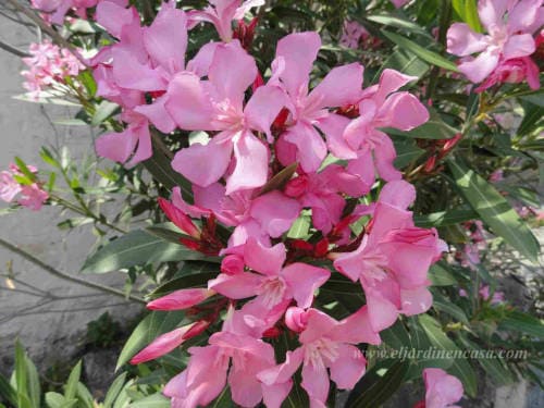 Nerium Oleander rosa