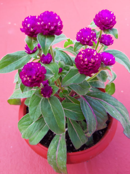 buddy purple plant