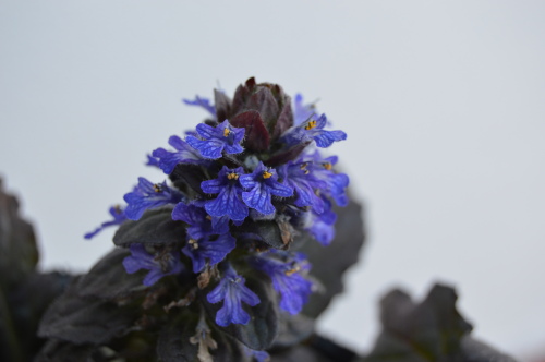Ajuga flores azules