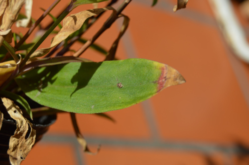 Plagas en Dianthus Chinensis