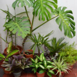 Cómo crear un mini jardin con plantas de interior