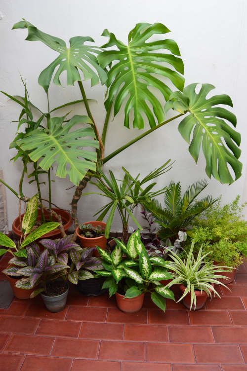Cómo crear un mini jardin con plantas de interior