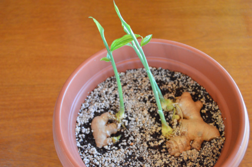 Cómo plantar jengibre en maceta
